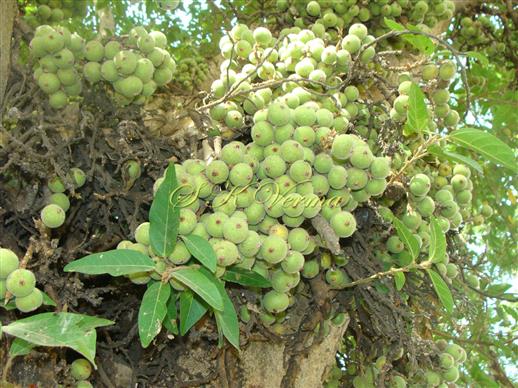  Peduncles  in clusters bearing hypanthodia